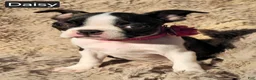 Boston Terrier dogs for sale: Daisy - Ad 4