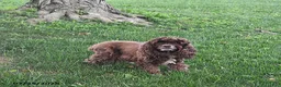 Cocker Spaniel dogs for sale: Milo - Ad 6
