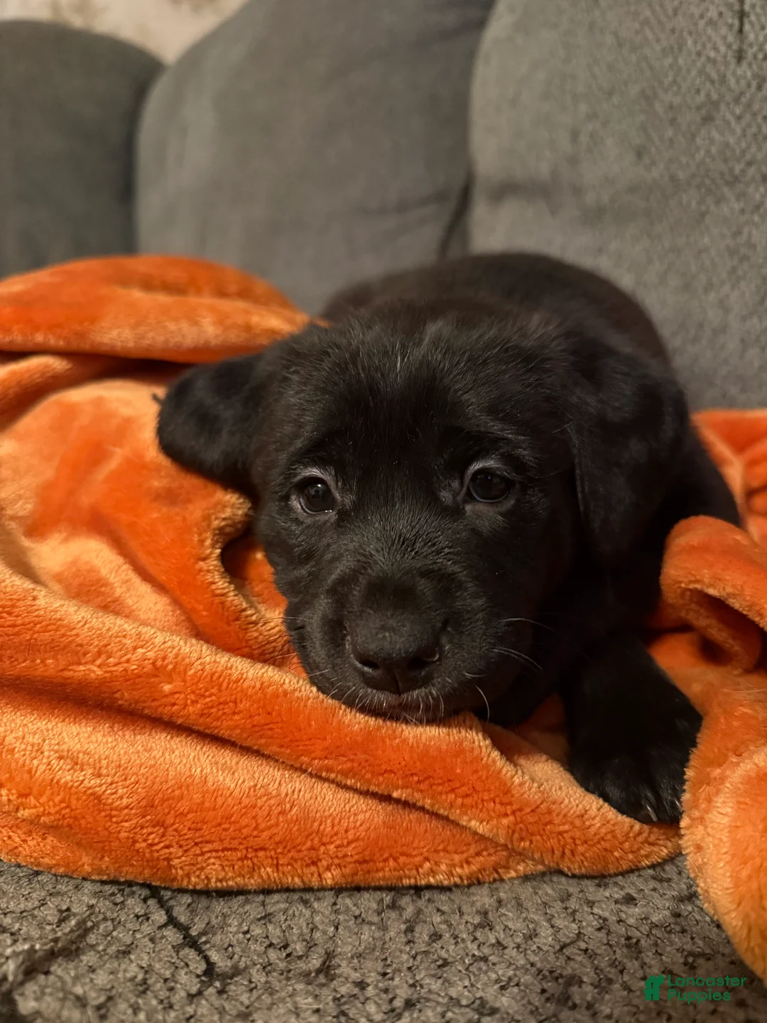 Mixed Breed dogs for sale: Mixed Breed Puppy 1 - Ad 1