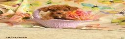 Toy Poodle dogs for sale: Dorothy - Ad 1