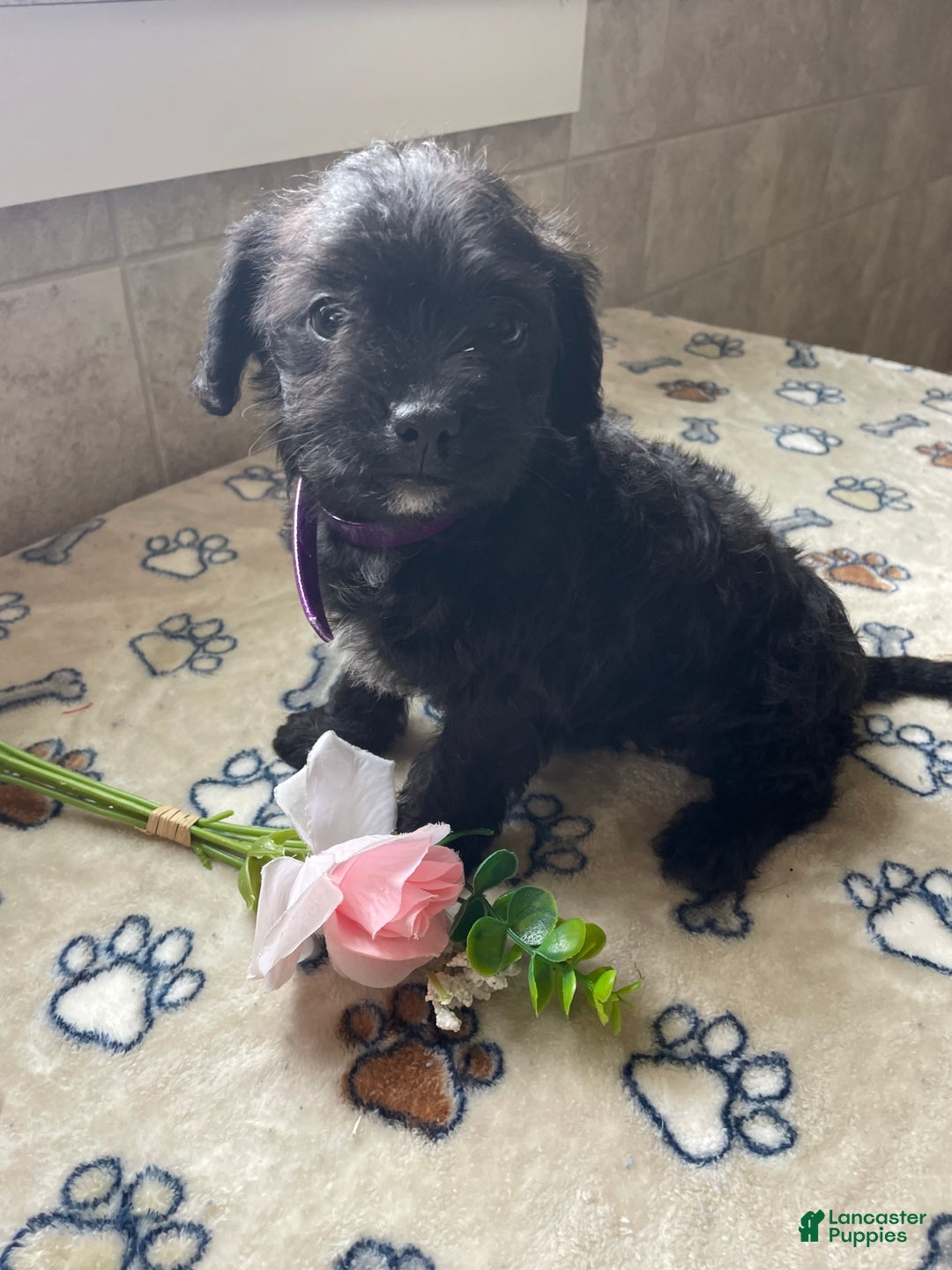 Mixed Breed dogs for sale: Muffin - Ad 1