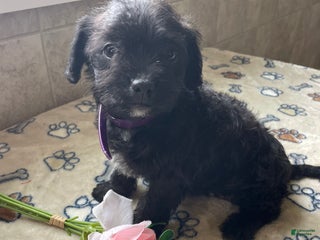 Mixed Breed dogs Muffin - Ad 6