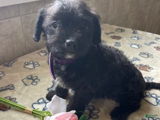 Mixed Breed dogs Muffin - Ad 40