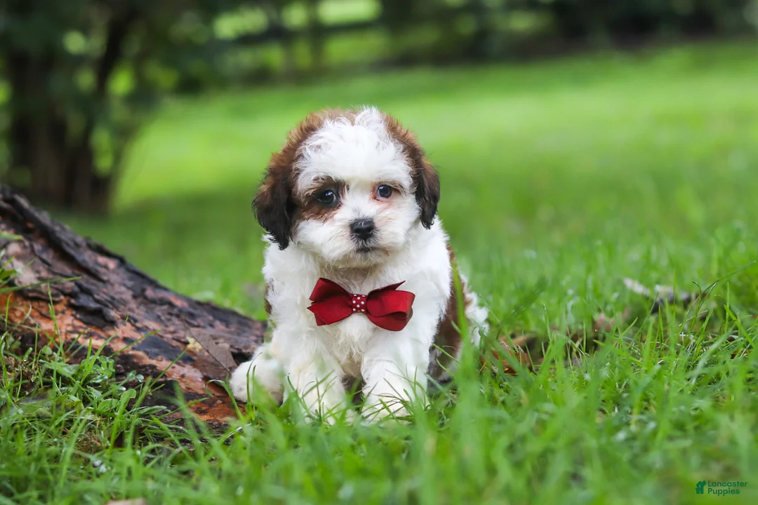 Shihpoo dogs for sale: Charlie - Ad 1