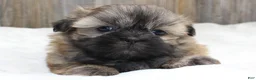 Shih Tzu dogs for sale: Bear - Ad 2