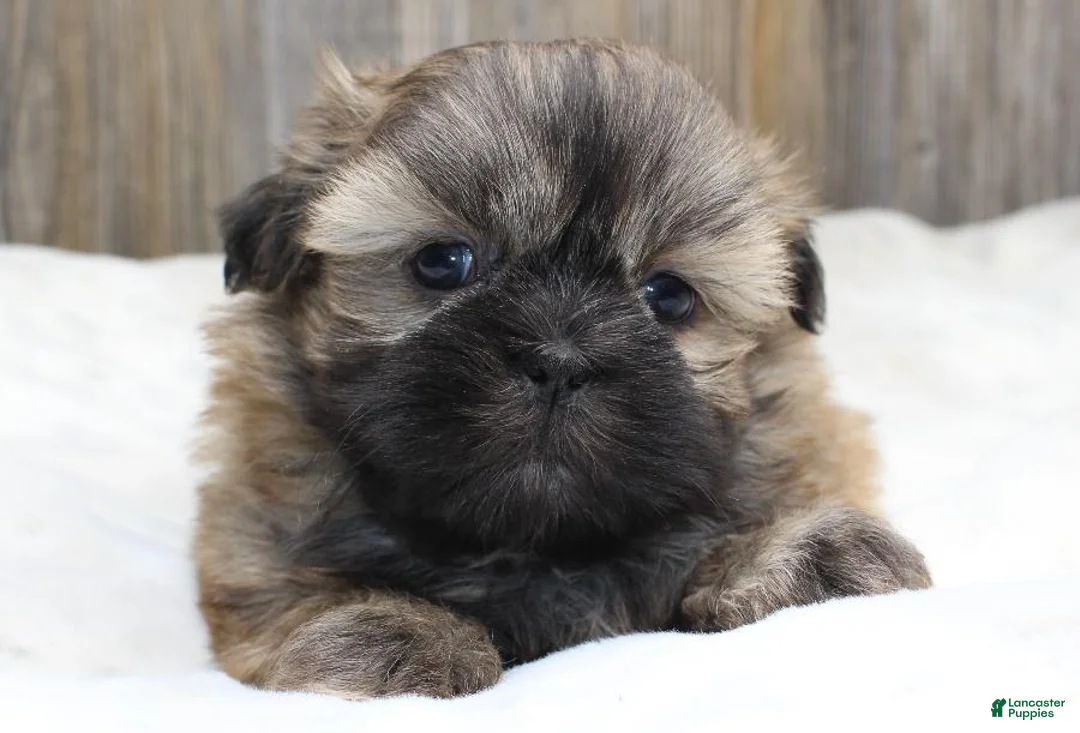 Shih Tzu dogs for sale: Bear - Ad 2