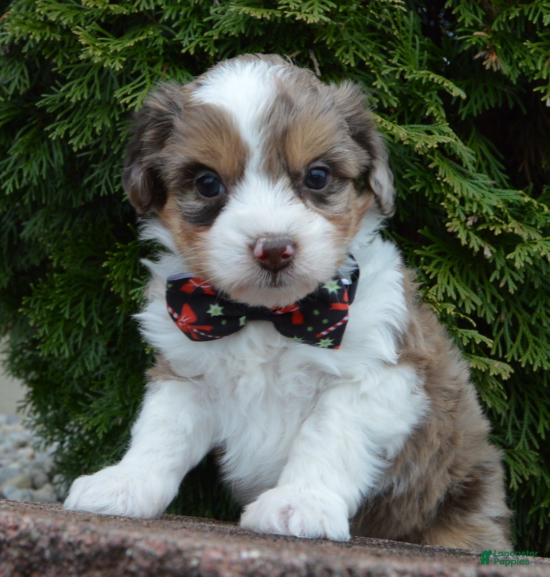 Mini Aussiedoodle dogs for sale: Toy Angel - Ad 8