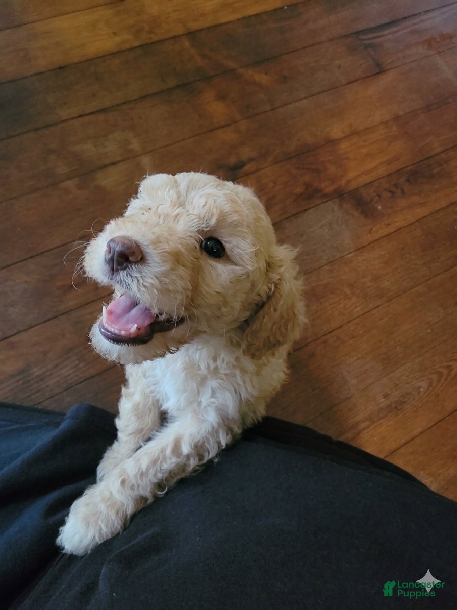 Shihpoo dogs Chip - Ad 8