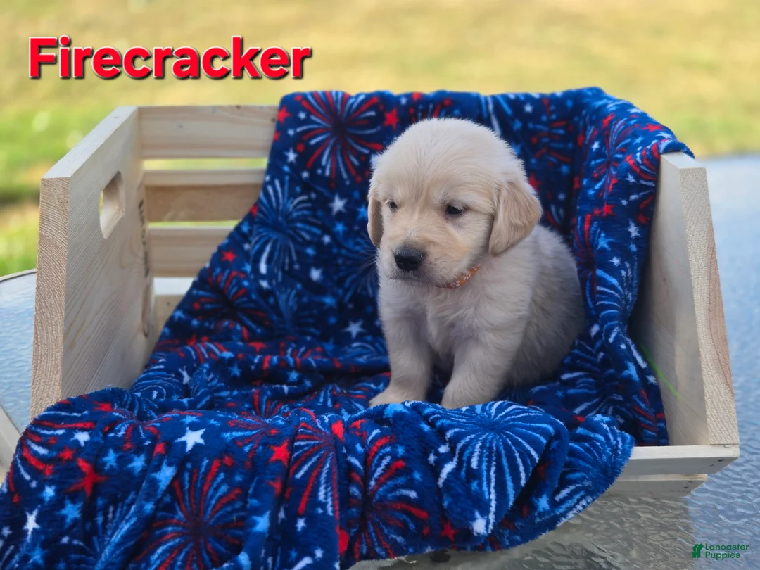 Golden Retriever dogs for sale: Golden Retriever 3 - Ad 2
