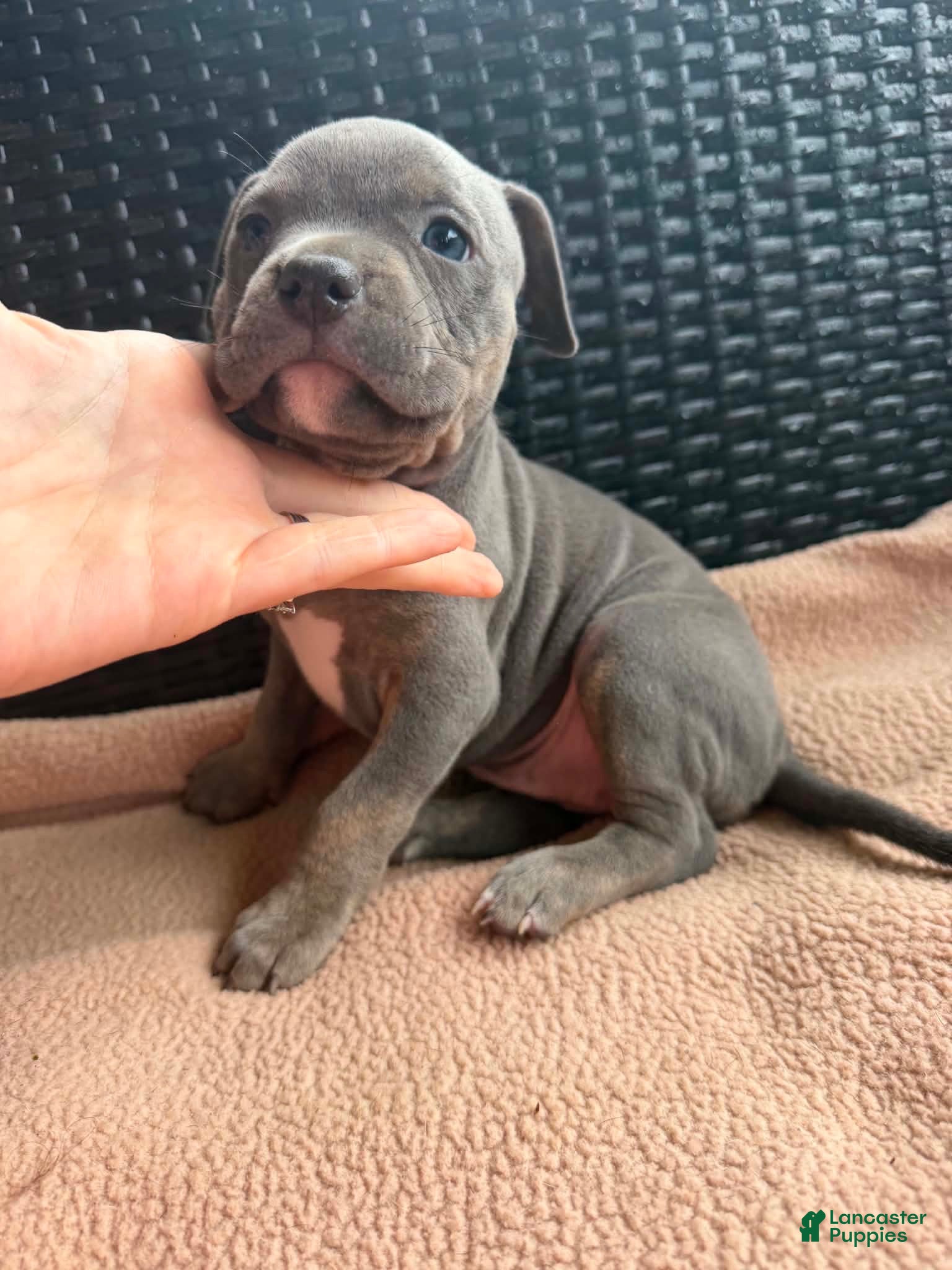 American Bully dogs American Bully 2 - Ad 1