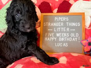 Goldendoodle dogs Lucas - Ad 7