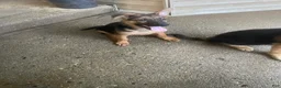 German Shepherd dogs for sale: Tiny girl - Ad 9