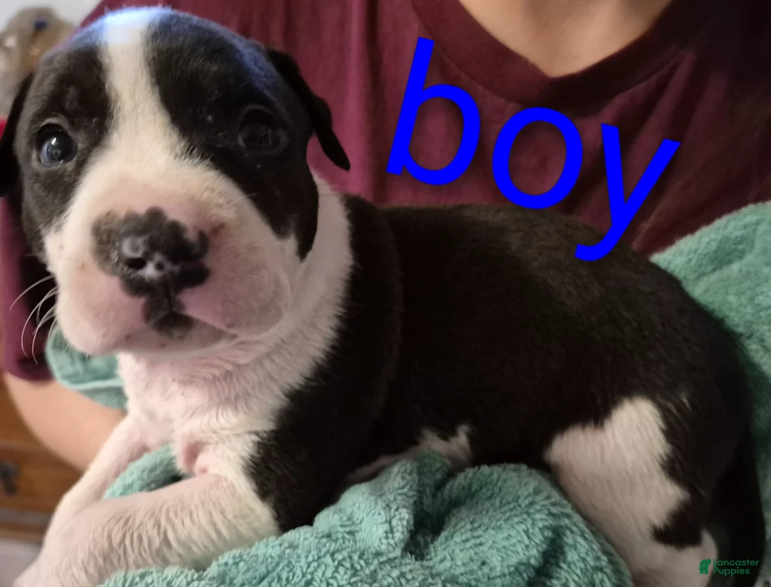 American Pit Bull Terrier dogs for sale: American Pit Bull Terrier Puppy 6 - Ad 1