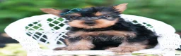 Yorkshire Terrier dogs for sale: Suki - Ad 6