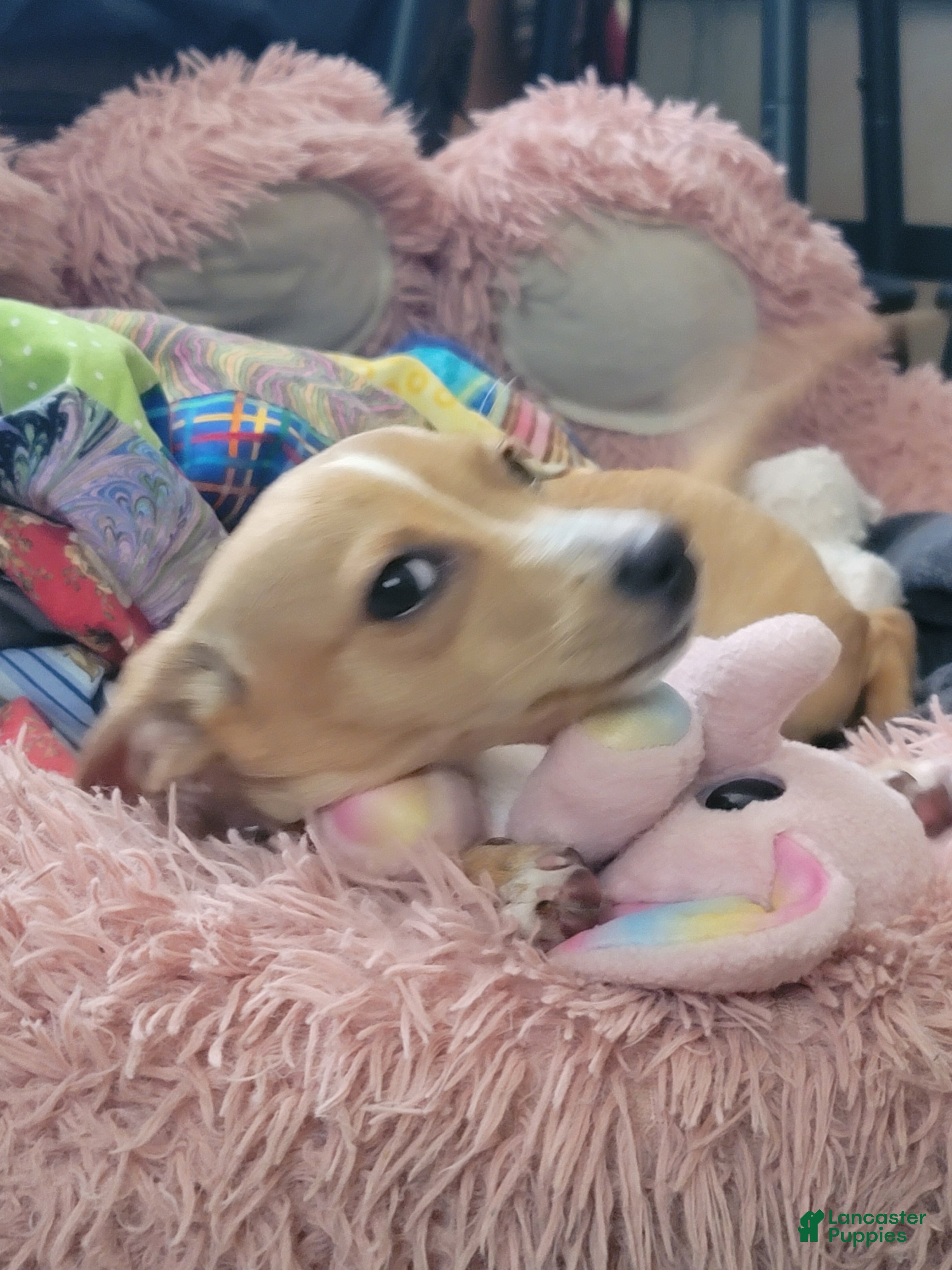 Chihuahua dogs Miriam - Ad 1