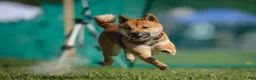 Shiba Inu dogs for sale: Shiba Inu Puppy 1 - Ad 3