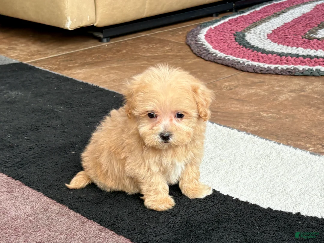 Maltipoo dogs for sale: Maltipoo Male Puppy 3 - Ad 6