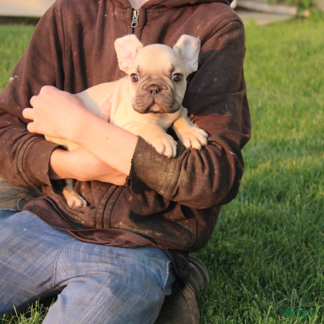 French Bulldog dogs for sale: Dale - Ad 3