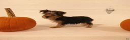 Yorkshire Terrier dogs for sale: Toby - Ad 4