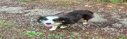 Miniature Australian Shepherd dogs for sale: Princess - Ad 10