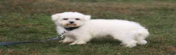 Maltipoo dogs for sale: Chubbs - Ad 19
