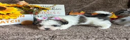 Malshi dogs for sale: Princess Aurora - Ad 10