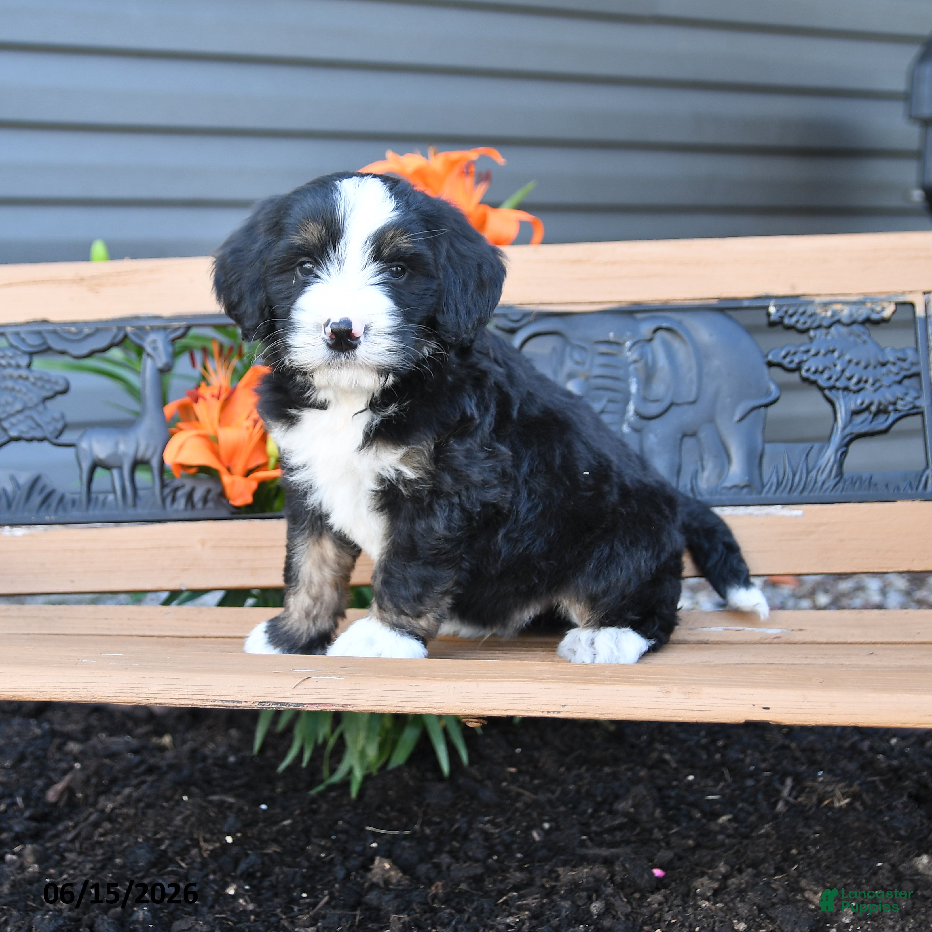 Bernedoodle dogs Max - Ad 1