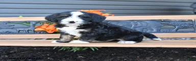 Max