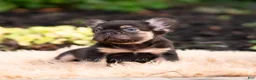 French Bulldog dogs for sale: Han solo - Ad 5