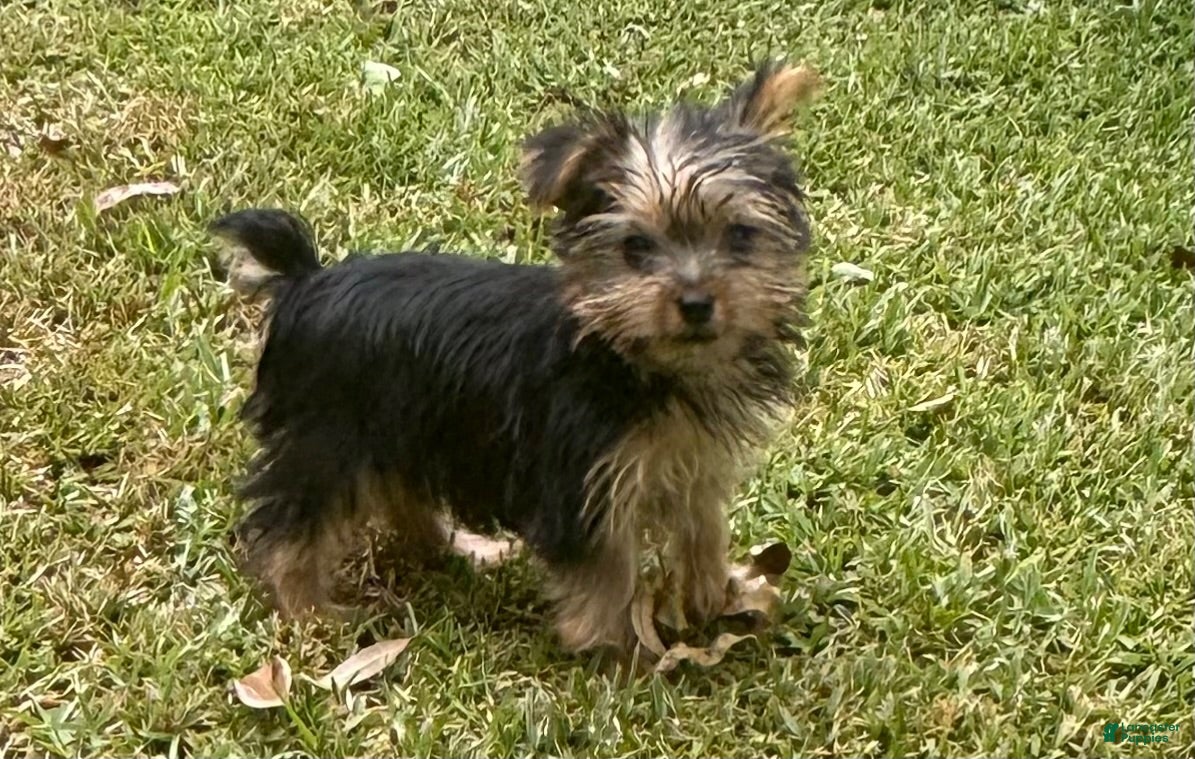 Yorkshire Terrier dogs Yorkshire Terrier 2 - Ad 1