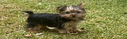 Yorkshire Terrier dogs for sale: Yorkshire Terrier 2 - Ad 1