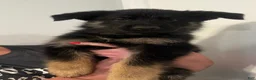 German Shepherd dogs for sale: Zoro - Ad 4