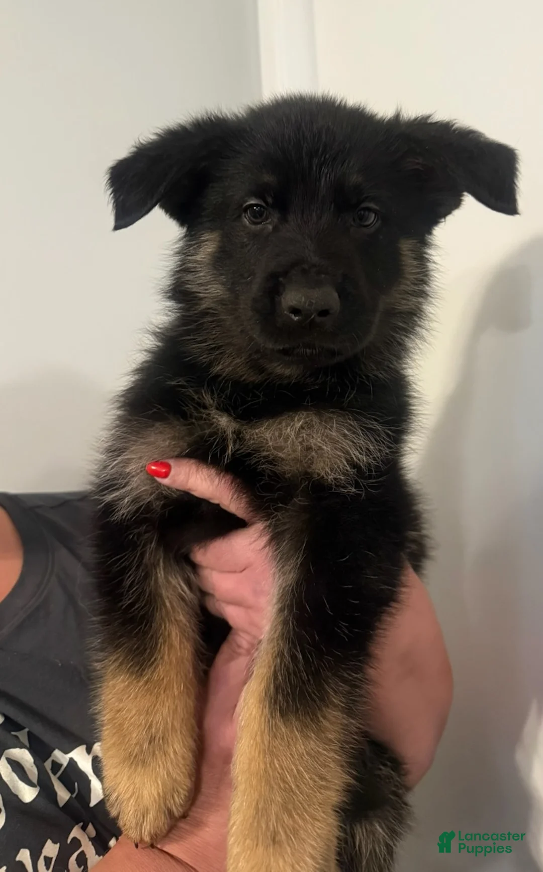 German Shepherd dogs for sale: Zoro - Ad 4