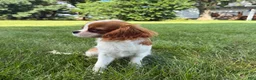 Cavalier King Charles Spaniel dogs for sale: Liam Cavalier King Charles Spaniel Puppy  - Ad 10