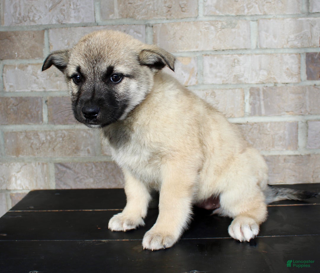Mixed Breed dogs for sale: Sadie Rose - Ad 3