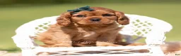 Cavalier King Charles Spaniel dogs for sale: Loki AKC - Ad 2