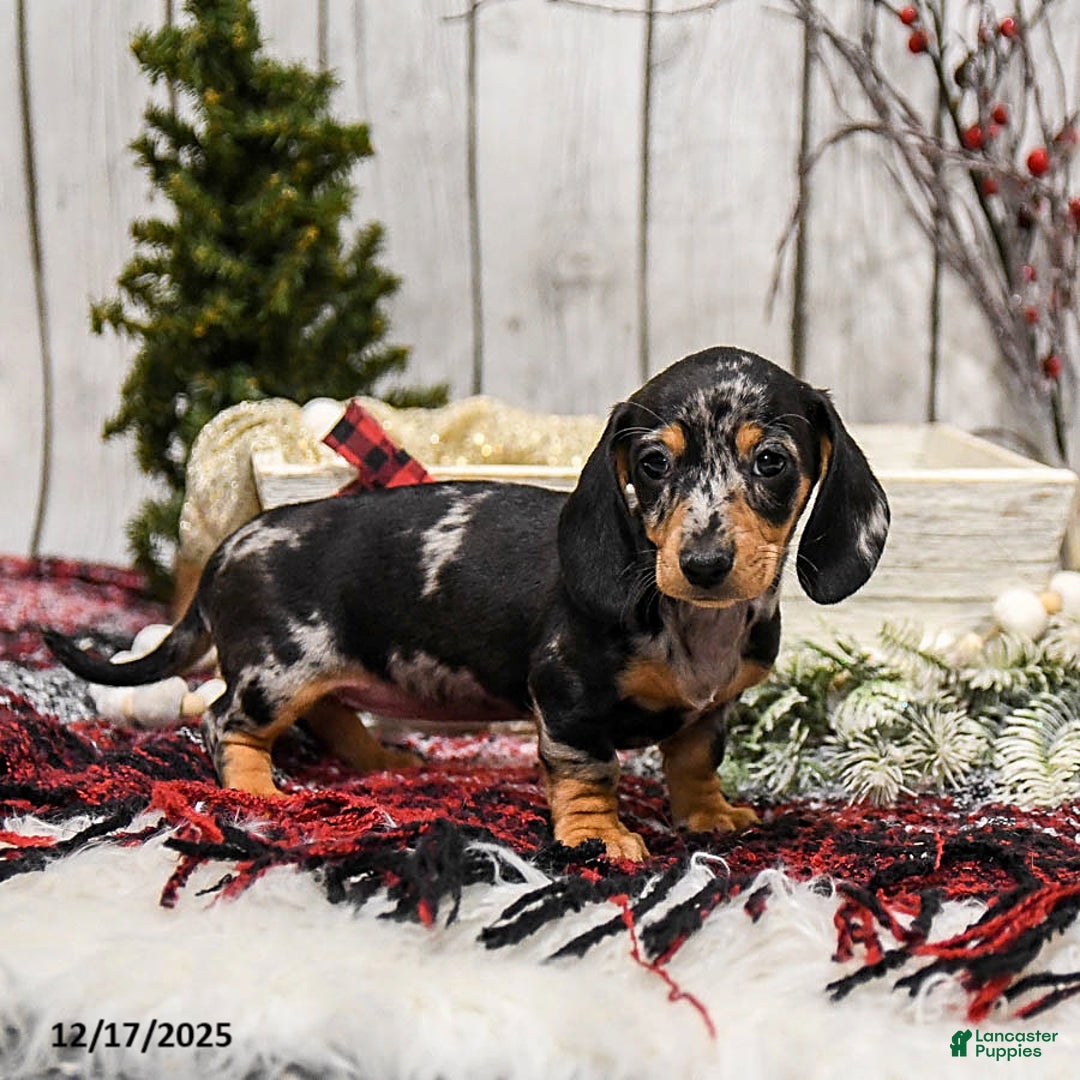 Miniature Dachshund dogs for sale: Winter - Ad 4
