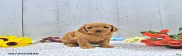 Mini Goldendoodle dogs for sale: Xavier - Ad 3