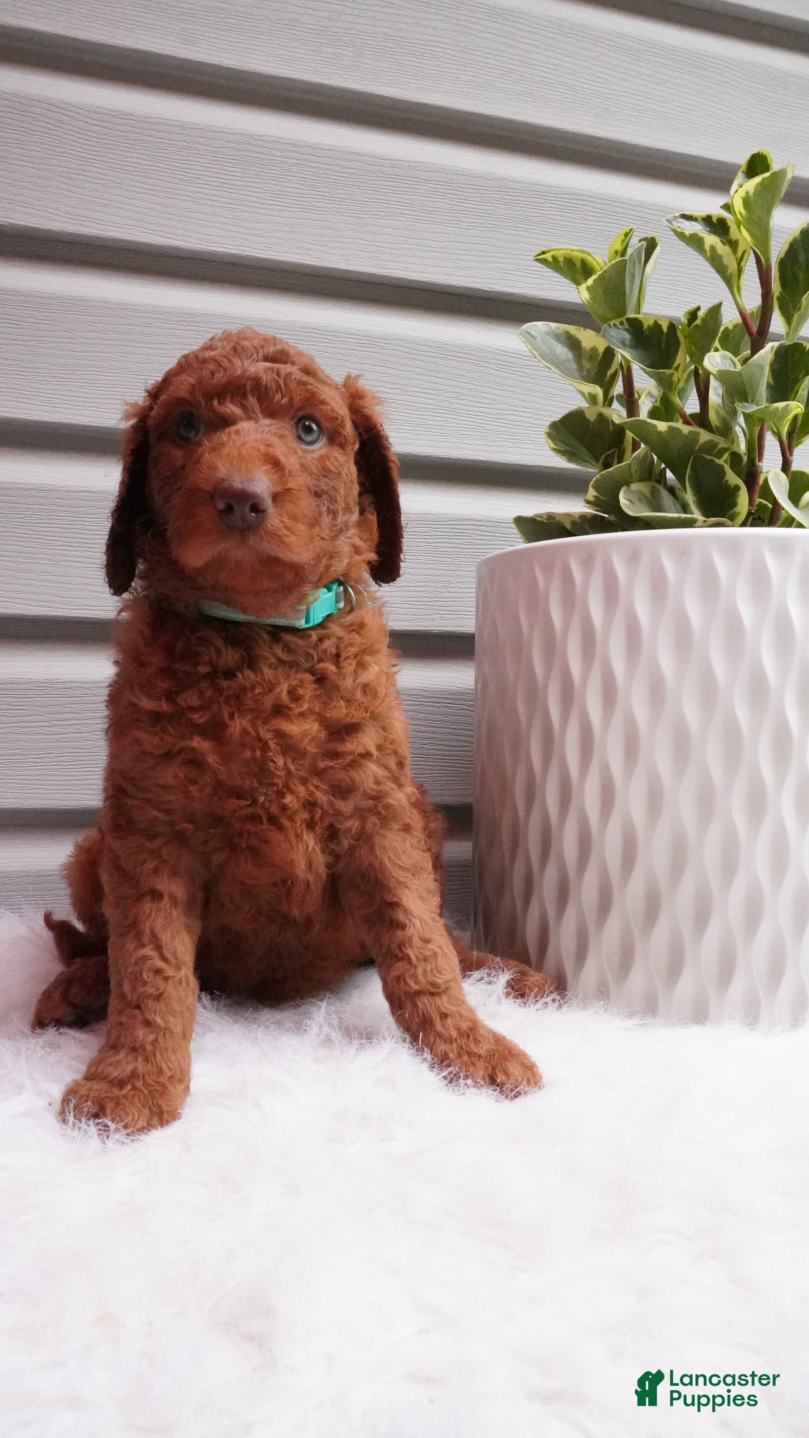 Goldendoodle dogs Sparkles  - Ad 1
