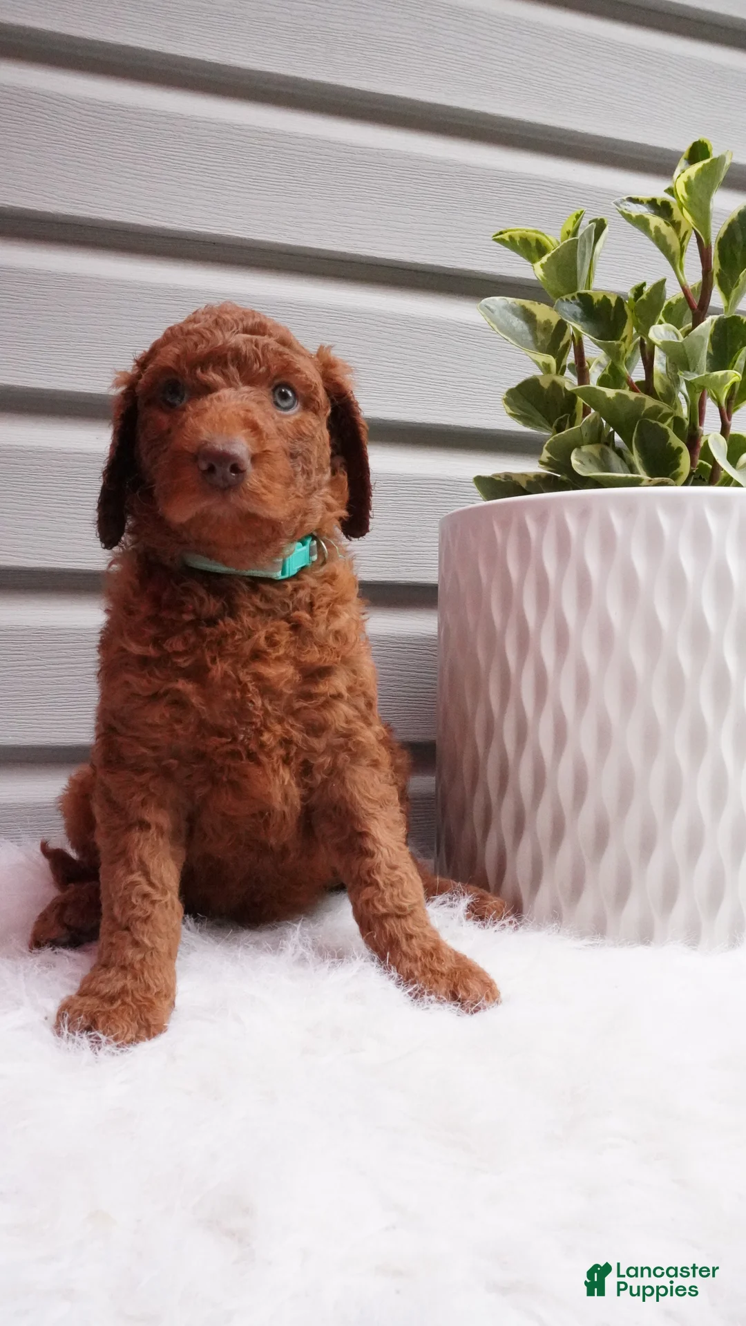 Goldendoodle dogs for sale: Sparkles  - Ad 1