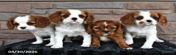 Cavalier King Charles Spaniel dogs for sale: Kelsey - Ad 3