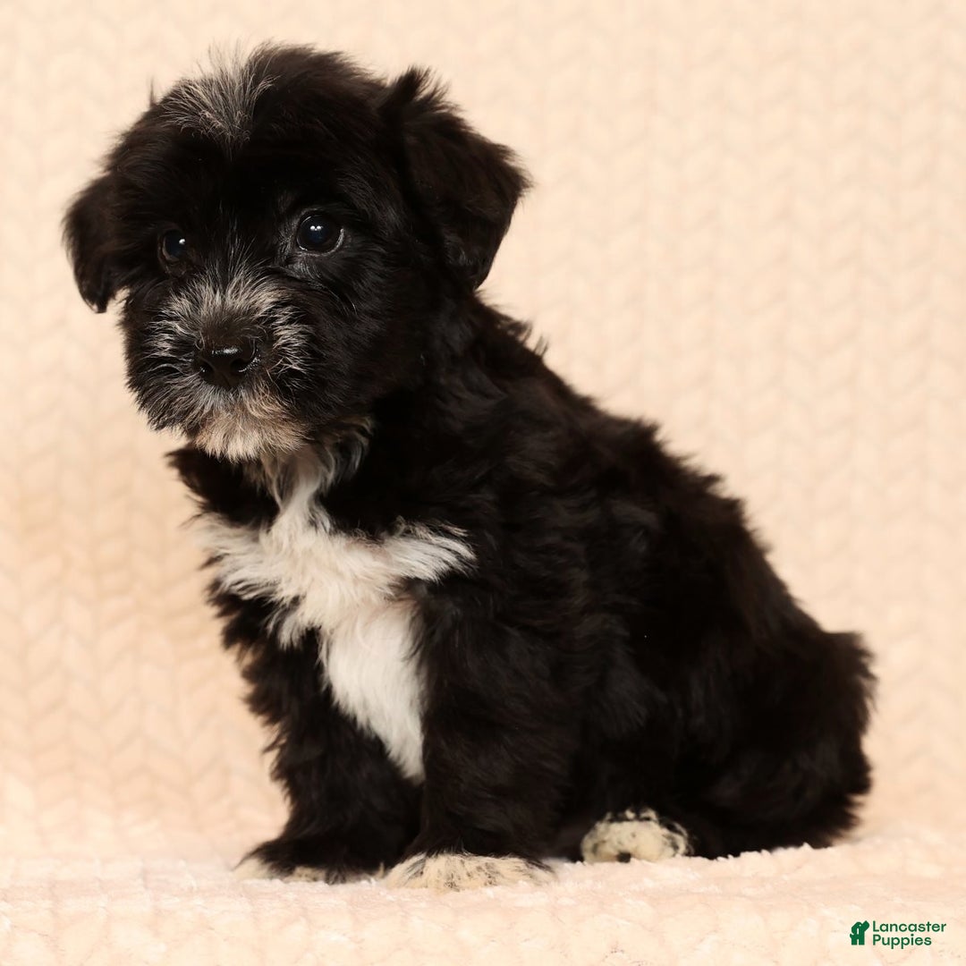 Yochon dogs for sale: Rover - Ad 8