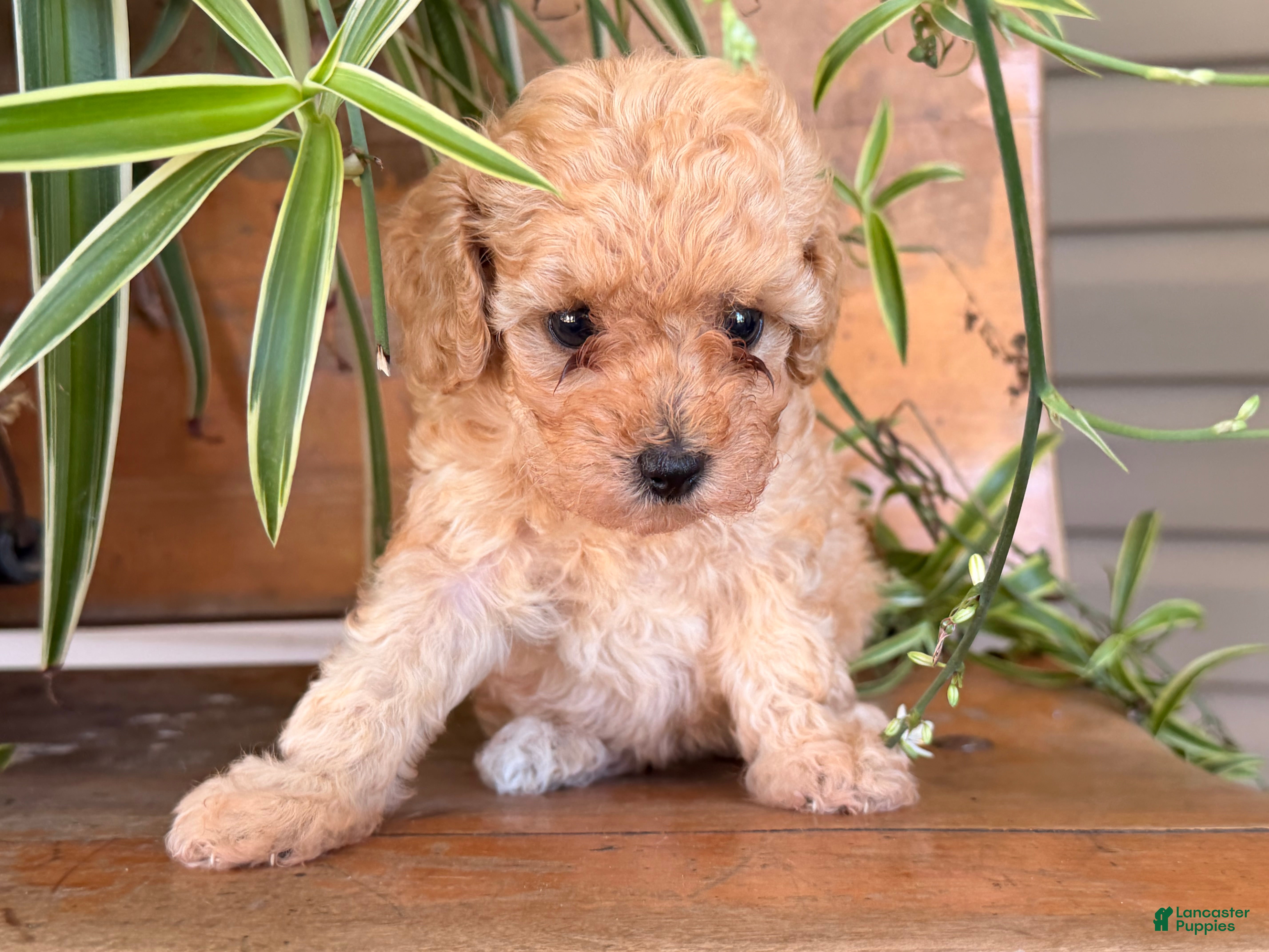 Toy Poodle dogs Missy - Ad 2