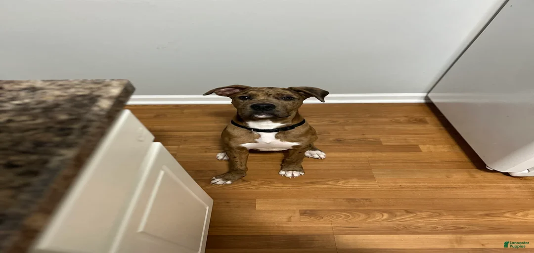 Gallery Image {{count}}