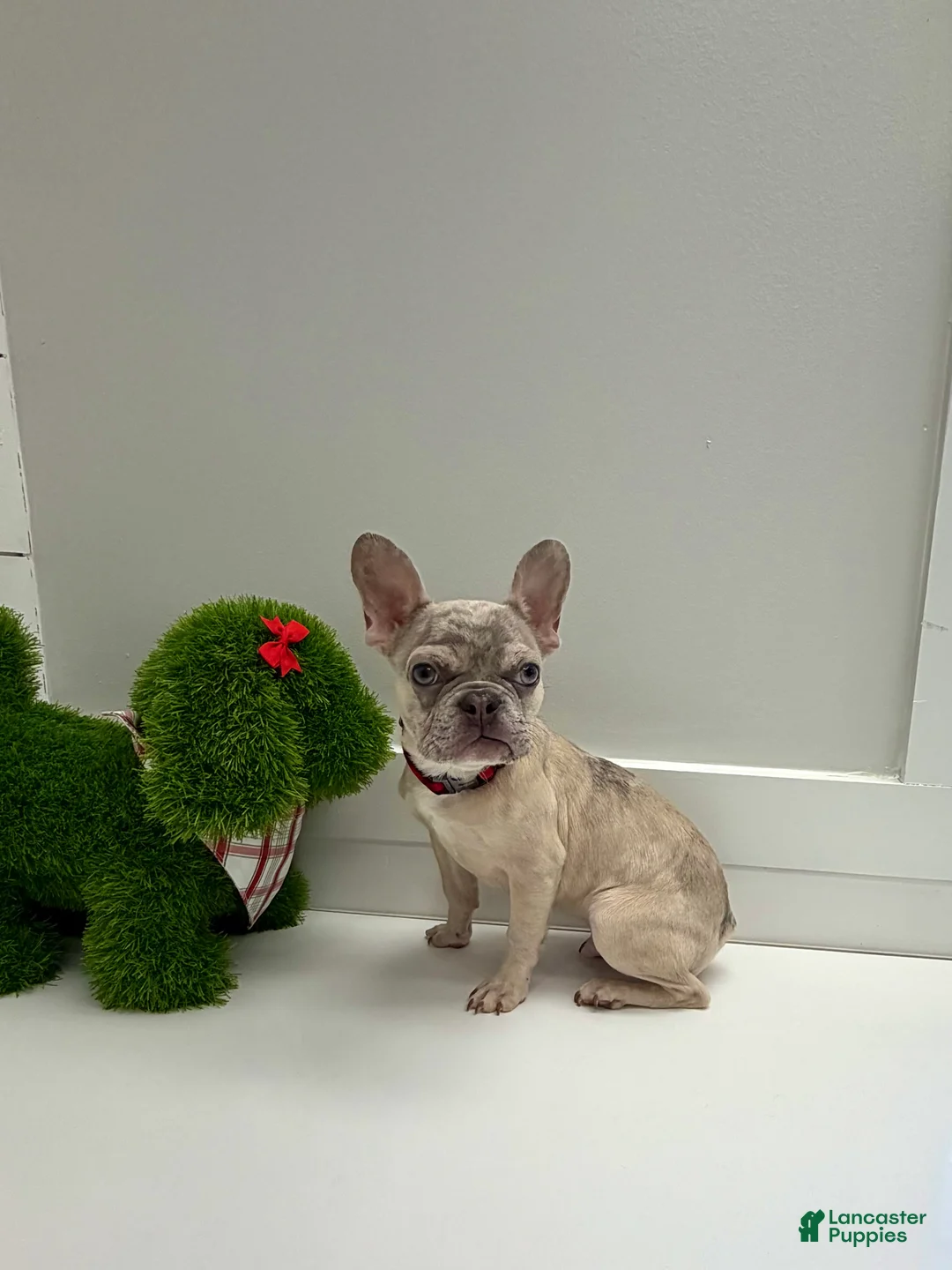 French Bulldog dogs for sale: Wake - Ad 6