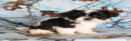 Shih Tzu dogs for sale: Crinkles - Ad 5
