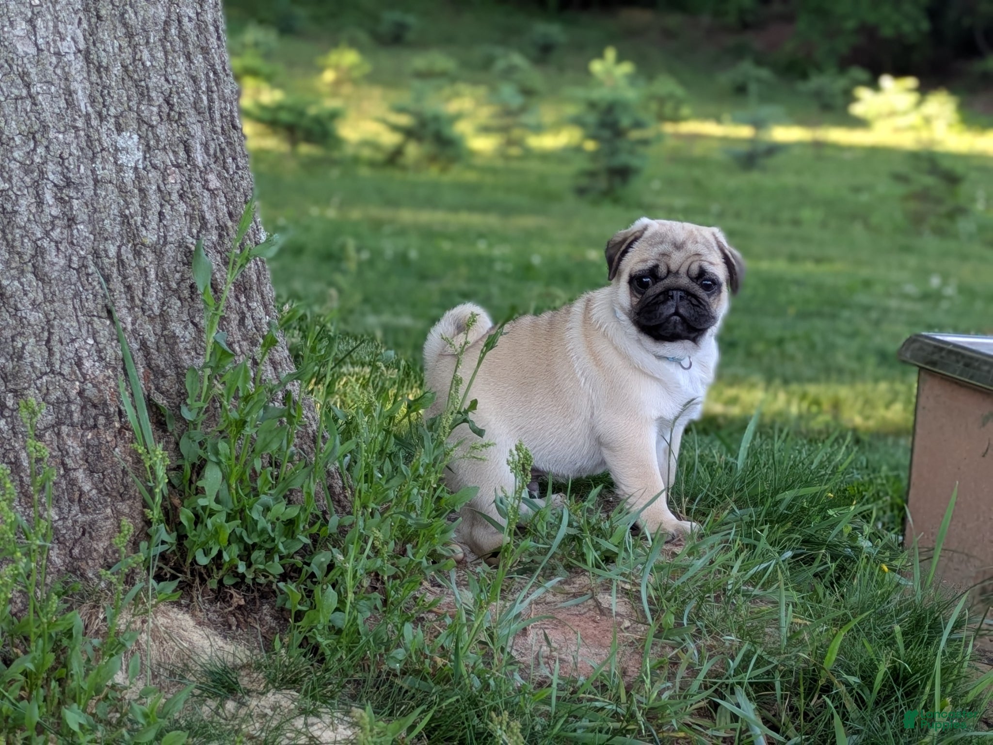 Pug dogs Rover - Ad 2