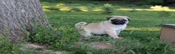 Pug dogs for sale: Rover - Ad 2