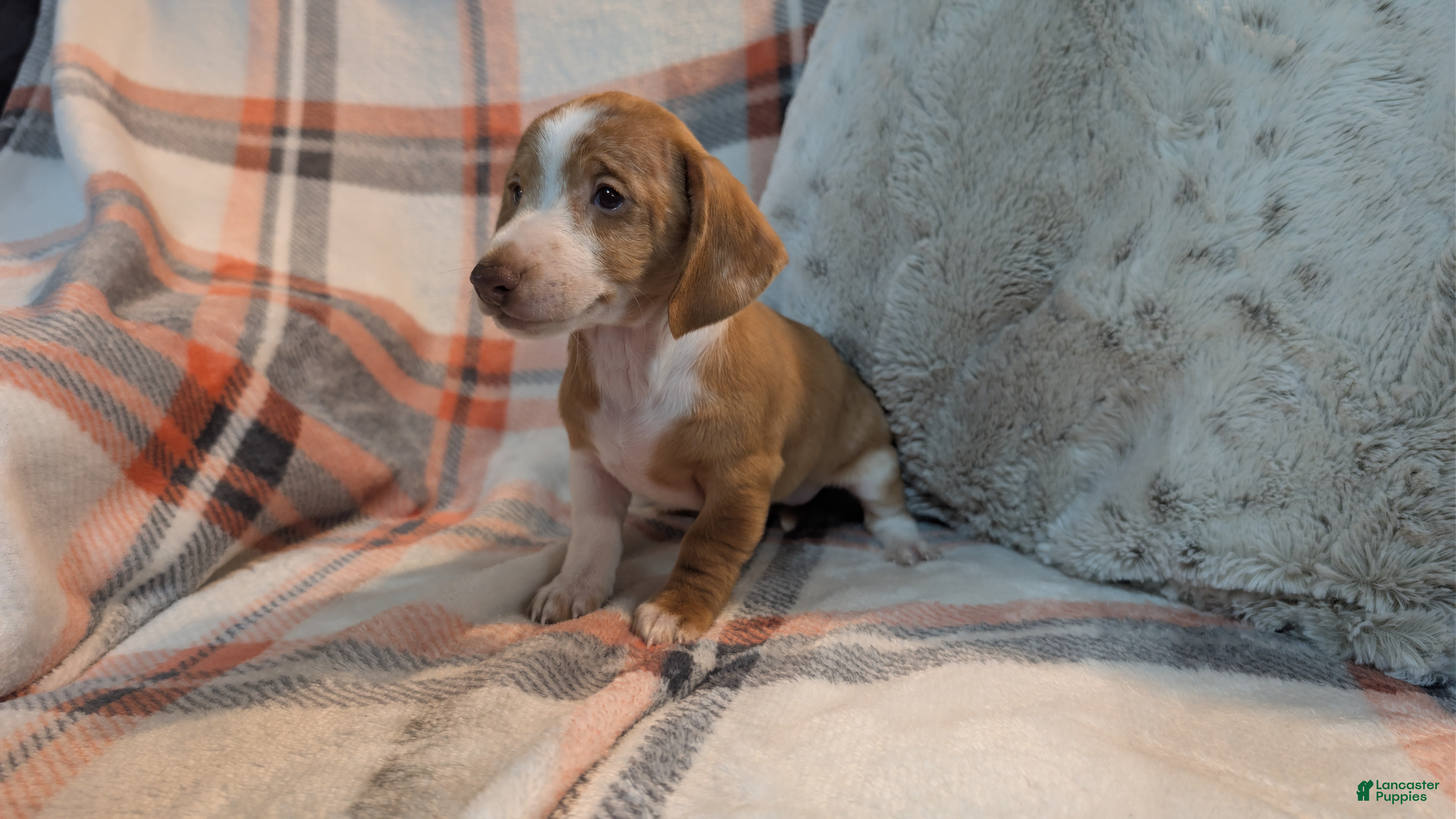 Miniature Dachshund dogs Finley  - Ad 42