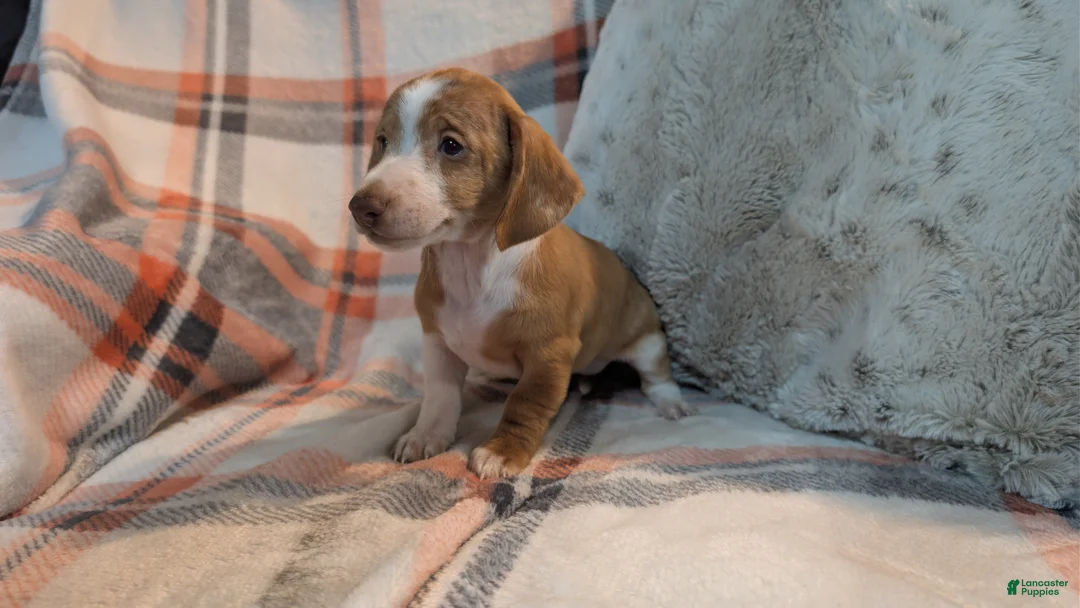 Miniature Dachshund dogs for sale: Finley  - Ad 1